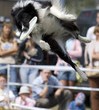DOGFRISBEE Uwaga na latające psy!