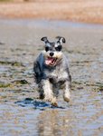 schnauzer-275936.jpg
