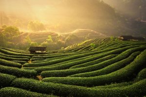 The,Tea,Plantations,Background,,,Tea,Plantations,In,Morning,Light 15 grudnia – Międzynarodowy Dzień Herbaty